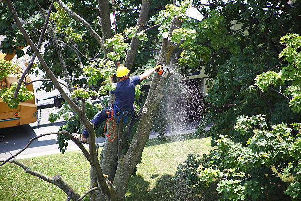 Trusted Rio Grande, OH Tree Services Experts