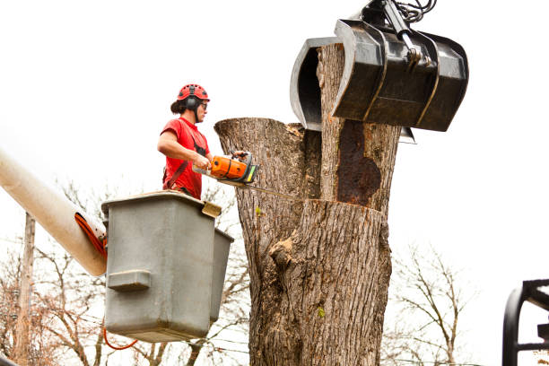 How Our Tree Care Process Works  in  Rio Grande, OH